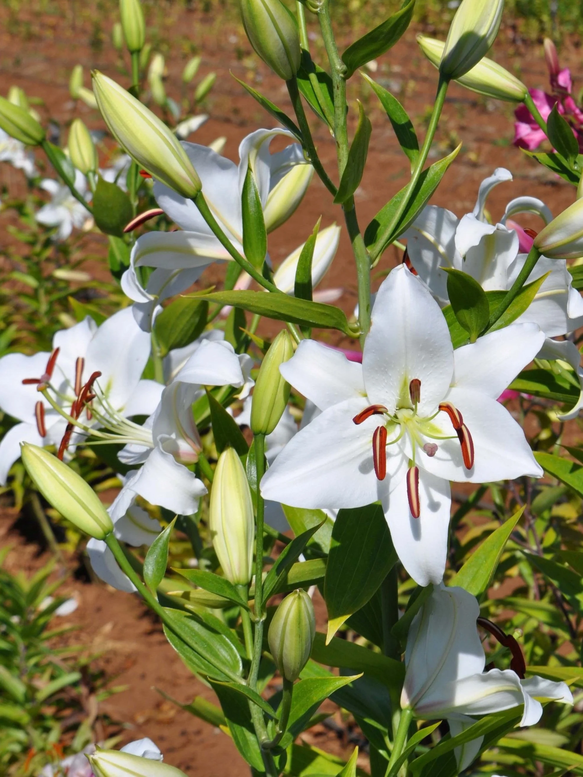 lily O/T Hybrid Lily Zelmira 1/PK - Sheridan Nurseries